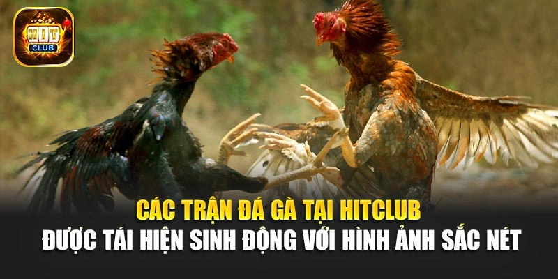 Các trận đá gà tại Hitclub được tái hiện sinh động với hình ảnh sắc nét